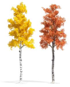 70-6794 - Platane, Birke 16,5cm herbst.