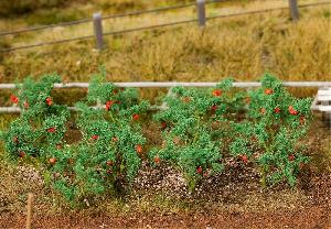 241-181259 - 18 Tomatenpflanzen