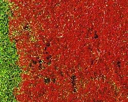 346-1588 - Wiesengras Blume rot