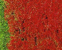 346-1588 - Wiesengras Blume rot