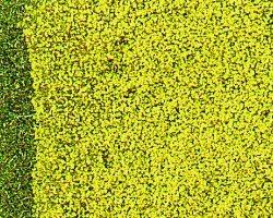 346-1589 - Wiesengras Blume gelb