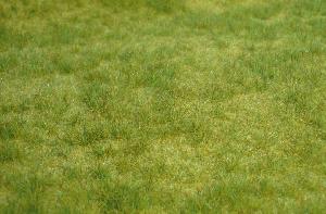 346-1841 - Wildgras Frühlingswiese