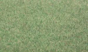 346-33542 - Streufaser Steppengras dunkel