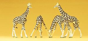 663-79715 - Giraffen