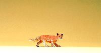 Artikelnummer: 47714Fuchs